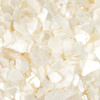 Sea Shell for Nail Art - White